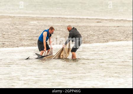 Timoleague, West Cork, Irlande. 30 septembre 2021. Un autre dauphin s'est retrouvé coincé à West Cork. Un dauphin s'est retrouvé coincé à Courtmacsherry en janvier de cette année. Ce dauphin a une queue endommagée et un œil est fermé en permanence. Deux habitants concernés, Mick et Clive, ont tenté d'aider le dauphin à nager en mer. Crédit : AG News/Alay Live News Banque D'Images