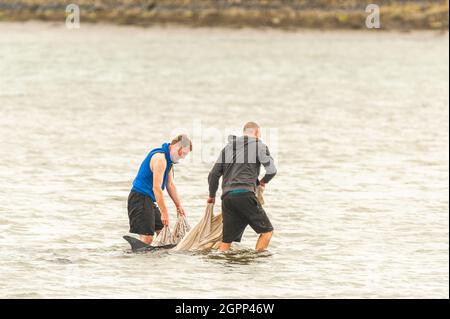 Timoleague, West Cork, Irlande. 30 septembre 2021. Un autre dauphin s'est retrouvé coincé à West Cork. Un dauphin s'est retrouvé coincé à Courtmacsherry en janvier de cette année. Ce dauphin a une queue endommagée et un œil est fermé en permanence. Deux habitants concernés, Mick et Clive, ont tenté d'aider le dauphin à nager en mer. Crédit : AG News/Alay Live News Banque D'Images