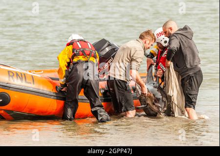 Timoleague, West Cork, Irlande. 30 septembre 2021. Un autre dauphin s'est retrouvé coincé à West Cork. Un dauphin s'est retrouvé coincé à Courtmacsherry en janvier de cette année. Ce dauphin a une queue endommagée et un œil est fermé en permanence. Deux habitants concernés, Mick et Clive, ont tenté d'aider le dauphin à nager en mer. Les RNLI de Courtmacsherry ont été appelés à libérer le dauphin en eau profonde. Crédit : AG News/Alay Live News Banque D'Images