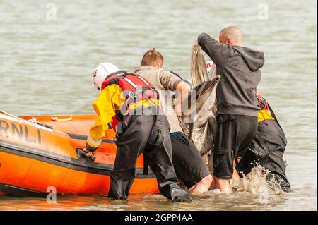 Timoleague, West Cork, Irlande. 30 septembre 2021. Un autre dauphin s'est retrouvé coincé à West Cork. Un dauphin s'est retrouvé coincé à Courtmacsherry en janvier de cette année. Ce dauphin a une queue endommagée et un œil est fermé en permanence. Deux habitants concernés, Mick et Clive, ont tenté d'aider le dauphin à nager en mer. Les RNLI de Courtmacsherry ont été appelés à libérer le dauphin en eau profonde. Crédit : AG News/Alay Live News Banque D'Images