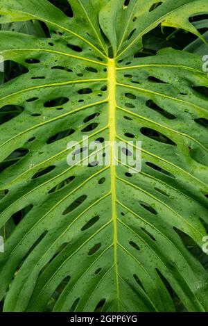 Le détail des feuilles de Monstera (Monstera deliciosa) dans une forêt tropicale de Colombie Banque D'Images