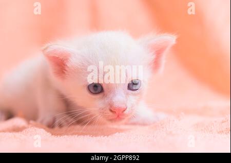 Un joli chaton dans un tas de chiffons Banque D'Images