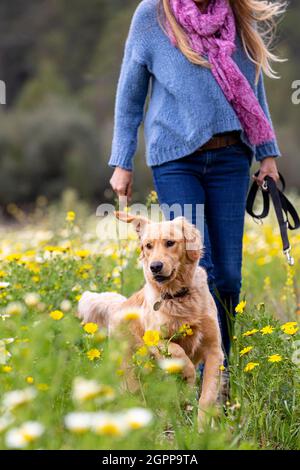 Espagne, Majorque, femme avec Golden Retriever dans les prairies en fleurs Banque D'Images