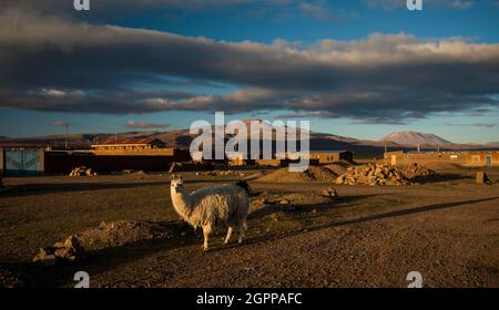 Bolivie, Villa Alota, Llama (Lama glama) dans un paysage stérile à l'aube Banque D'Images