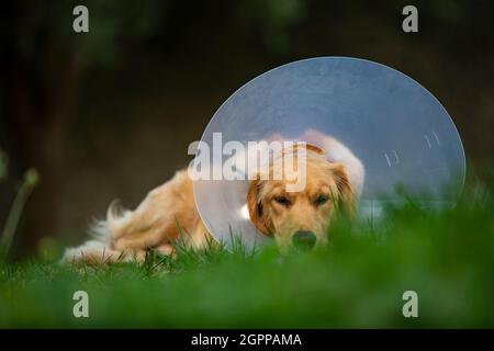 Espagne, Majorque, Golden Retriever portant un collier de protection couché sur l'herbe Banque D'Images