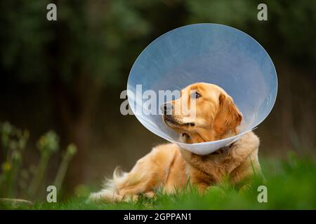 Espagne, Majorque, Golden Retriever portant un collier de protection couché sur l'herbe Banque D'Images