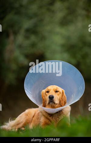 Espagne, Majorque, Golden Retriever portant un collier de protection couché sur l'herbe Banque D'Images