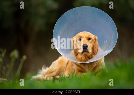 Espagne, Majorque, Golden Retriever portant un collier de protection couché sur l'herbe Banque D'Images