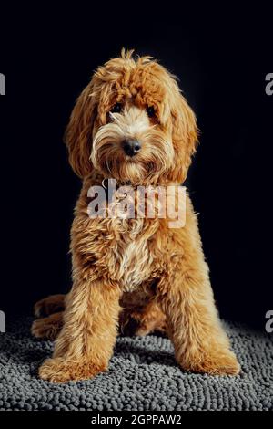 Un chiot blacopoo de qualité et câreusement masculin posé pour l'appareil photo. Banque D'Images