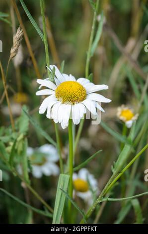 Leucanthemum vulgare, connue sous le nom de Marguerite à œilleton, Marguerite à œilleton, fleur de Marguerite à chien Banque D'Images