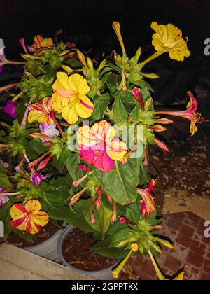 Le mirabilis Jalapa à la floraison nocturne Banque D'Images