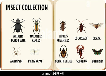 Ensemble de collection d'insectes dans le livre Illustration de Vecteur