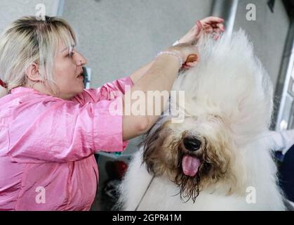 Brno, République tchèque. 30 septembre 2021. Le salon mondial du chien a eu lieu à Brno, République tchèque, le jeudi 30 septembre 2021. Crédit: Monika Hlavacova/CTK photo/Alamy Live News Banque D'Images