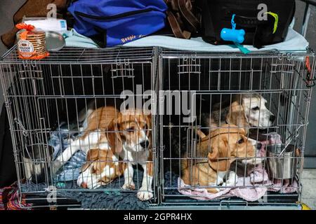 Brno, République tchèque. 30 septembre 2021. Le salon mondial du chien a eu lieu à Brno, République tchèque, le jeudi 30 septembre 2021. Crédit: Monika Hlavacova/CTK photo/Alamy Live News Banque D'Images