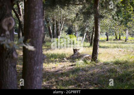 grand chat situé dans la forêt du zoo Banque D'Images