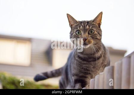 chat dehors dans le jardin Banque D'Images