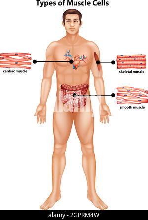 Diagramme montrant les types de cellules musculaires Illustration de Vecteur