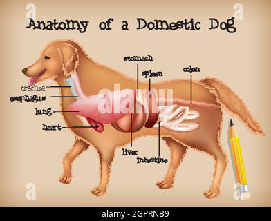 Anatomie d'un chien domestique Illustration de Vecteur