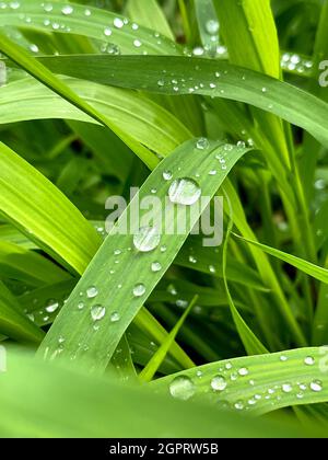 Herbe verte fraîche avec gouttes d'eau de pluie. Arrière-plan nature d'été. Scène nature avec des gouttelettes sur la feuille verte. Belle image artistique de pureté et Banque D'Images