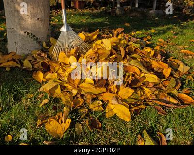 Pile de feuilles à côté d'un noyer en automne Banque D'Images