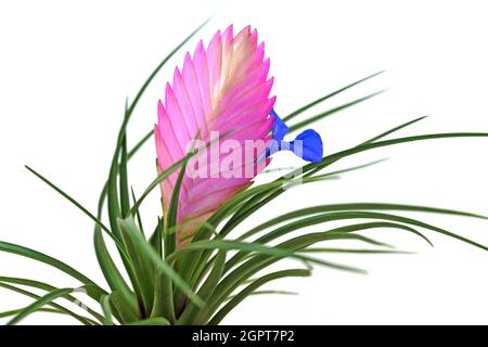 Tillandsia en fleurs devant un arrière-plan blanc Banque D'Images
