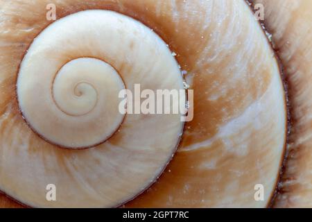 Gros plan de la construction en spirale d'une coquille d'escargot brun géant Banque D'Images