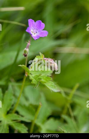 Bois de Cranes-bec (Geranium sylvaticum) en pleine croissance sauvage en Écosse Banque D'Images