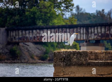 Egret vu perché sur un tas de ciment laissé sur un pont sur la rivière French Board dans le Tennessee, États-Unis Banque D'Images