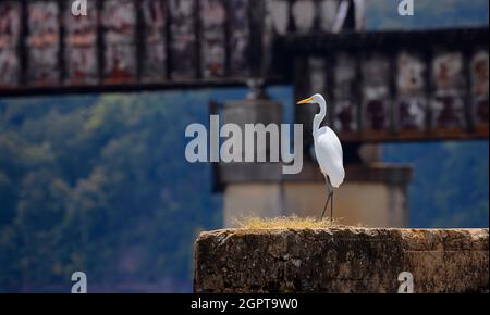 Egret vu perché sur un tas de ciment laissé sur un pont sur la rivière French Board dans le Tennessee, États-Unis Banque D'Images