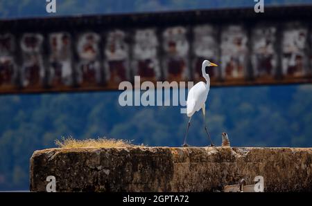 Egret vu perché sur un tas de ciment laissé sur un pont sur la rivière French Board dans le Tennessee, États-Unis Banque D'Images