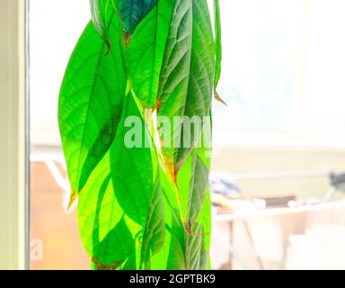 X arbre Avocado cultivé à la maison. Banque D'Images