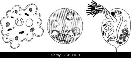 Ensemble d'organismes unicellulaires dans un doodle isolé sur fond blanc Illustration de Vecteur