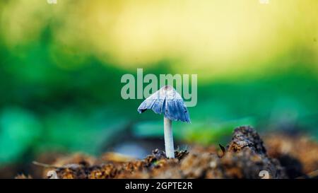 Champignon toxique incliné de Micena. Gros plan des champignons en forêt. Banque D'Images