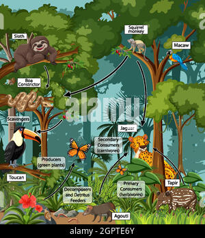 Schéma illustrant la toile alimentaire dans la forêt tropicale Illustration de Vecteur