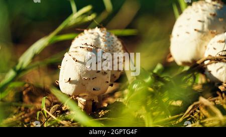 Champignon toxique incliné de Micena. Gros plan des champignons en forêt. Banque D'Images