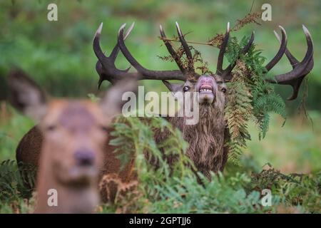 Richmond, Londres, Royaume-Uni. 30 septembre 2021. Un cerf de Virginie (cervus elaphus) avec des bois impressionnants a rassemblé un « harem » de femelles autour de lui et tourne bruyamment pendant la saison de rutèse d'automne à Richmond Park. Au cours de la rut, les mâles rivalisent pour attirer l'attention des femelles, faisant souvent entendre leur présence et enfermer leurs fourmis lors des combats. Ils s'épuisent souvent en gardant leur harem, le groupe de femelles ensemble et en affirmant leur statut dominant avec d'autres mâles en même temps. Credit: Imagetraceur/Alamy Live News Banque D'Images