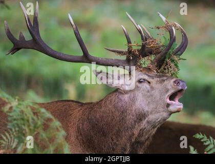 Richmond, Londres, Royaume-Uni. 30 septembre 2021. Un cerf de Virginie (cervus elaphus) avec des bois impressionnants a rassemblé un « harem » de femelles autour de lui et tourne bruyamment pendant la saison de rutèse d'automne à Richmond Park. Au cours de la rut, les mâles rivalisent pour attirer l'attention des femelles, faisant souvent entendre leur présence et enfermer leurs fourmis lors des combats. Ils s'épuisent souvent en gardant leur harem, le groupe de femelles ensemble et en affirmant leur statut dominant avec d'autres mâles en même temps. Credit: Imagetraceur/Alamy Live News Banque D'Images