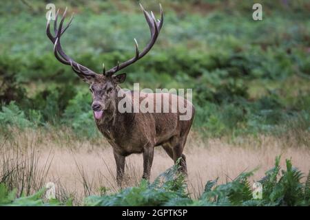 Richmond, Londres, Royaume-Uni. 30 septembre 2021. Un cerf de Virginie (cervus elaphus) avec des bois impressionnants a rassemblé un « harem » de femelles autour de lui et tourne bruyamment pendant la saison de rutèse d'automne à Richmond Park. Au cours de la rut, les mâles rivalisent pour attirer l'attention des femelles, faisant souvent entendre leur présence et enfermer leurs fourmis lors des combats. Ils s'épuisent souvent en gardant leur harem, le groupe de femelles ensemble et en affirmant leur statut dominant avec d'autres mâles en même temps. Credit: Imagetraceur/Alamy Live News Banque D'Images