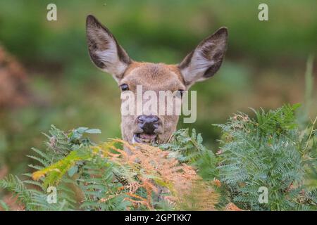 Richmond, Londres, Royaume-Uni. 30 septembre 2021. Les femelles se rassemblent autour du cerf. Un cerf de Virginie (cervus elaphus) avec des bois impressionnants a rassemblé un « harem » de femelles autour de lui et est fortement belliqueux pendant la saison de rutèse d'automne à Richmond Park. Au cours de la rut, les mâles rivalisent pour attirer l'attention des femelles, faisant souvent entendre leur présence et enfermer leurs fourmis lors des combats. Credit: Imagetraceur/Alamy Live News Banque D'Images
