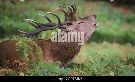 Richmond, Londres, Royaume-Uni. 30 septembre 2021. Un cerf de Virginie (cervus elaphus) avec des bois impressionnants a rassemblé un « harem » de femelles autour de lui et tourne bruyamment pendant la saison de rutèse d'automne à Richmond Park. Au cours de la rut, les mâles rivalisent pour attirer l'attention des femelles, faisant souvent entendre leur présence et enfermer leurs fourmis lors des combats. Ils s'épuisent souvent en gardant leur harem, le groupe de femelles ensemble et en affirmant leur statut dominant avec d'autres mâles en même temps. Credit: Imagetraceur/Alamy Live News Banque D'Images