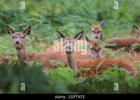 Richmond, Londres, Royaume-Uni. 30 septembre 2021. Les femelles se rassemblent autour du cerf. Un cerf de Virginie (cervus elaphus) avec des bois impressionnants a rassemblé un « harem » de femelles autour de lui et est fortement belliqueux pendant la saison de rutèse d'automne à Richmond Park. Au cours de la rut, les mâles rivalisent pour attirer l'attention des femelles, faisant souvent entendre leur présence et enfermer leurs fourmis lors des combats. Credit: Imagetraceur/Alamy Live News Banque D'Images