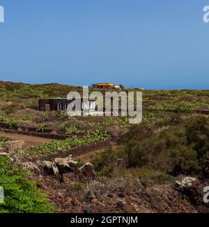 Vue caractéristique de Linosa avec les maisons colorées typiques et les poires dans le jardin, Linosa. Sicile Banque D'Images