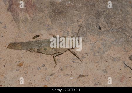 Carolina Grasshopper, Dissosteira carolina, femme Banque D'Images