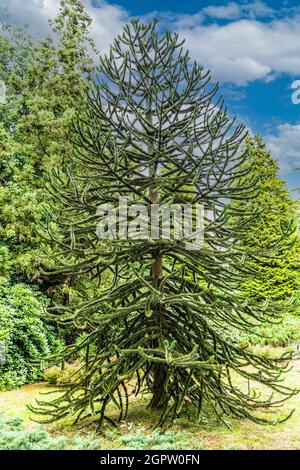 Solitaire Monkey puzzle arbre, Araucaria araucana, originaire du Chili et de l'Argentine élevé dans le Pinetum ter Borgh néerlandais à Drenthe Banque D'Images