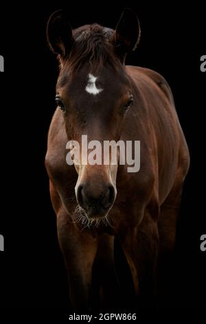 Cheval brun foal isolé sur fond noir. Banque D'Images