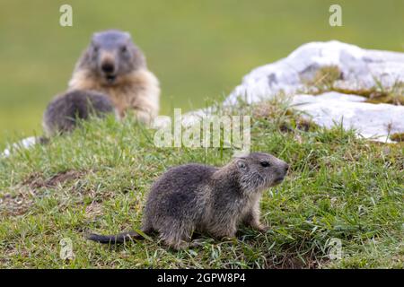 Marmot près de Tignes, Vallée de la Tarentaise, département Savoie, région Auvergne-Rhône-Alpes, France Banque D'Images
