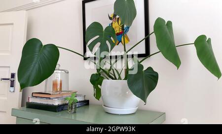 Gros plan d'une plante dans un pot blanc sur un vieux morceau de mobilier vert remis en état et derrière une photo de la chambre à coucher. Banque D'Images