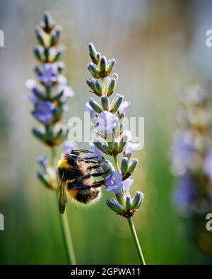 Abeille collectant le pollen sur Lavender fleur macro Banque D'Images