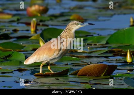 Heron de Spacco (Ardeola ralloides) debout sur des feuilles de nénuphars avec quelques bourgeons de nénuphars autour Banque D'Images