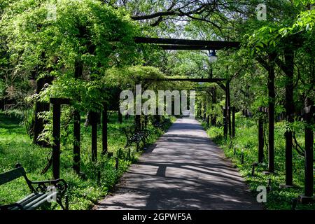 Paysage de jardin minimaliste avec des tilleuls et des feuilles vertes près d'une allée grise dans une journée ensoleillée d'été dans le jardin de Cismigiu (Gradina Cismigiu), un public Banque D'Images